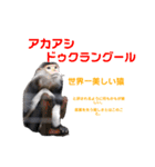 猿大図鑑！（個別スタンプ：23）