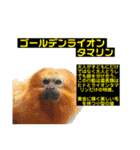 猿大図鑑！（個別スタンプ：24）