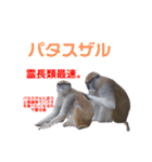 猿大図鑑！（個別スタンプ：25）