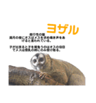 猿大図鑑！（個別スタンプ：30）