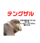 猿大図鑑！（個別スタンプ：31）
