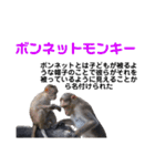 猿大図鑑！（個別スタンプ：36）