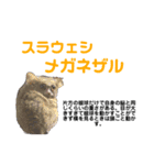 猿大図鑑！（個別スタンプ：37）