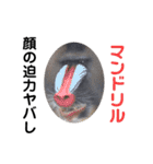 猿大図鑑！（個別スタンプ：38）