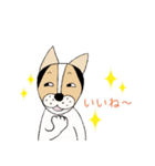 ミックス犬クルのひと言（個別スタンプ：35）