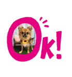 おひげのチワワ（個別スタンプ：6）