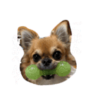 おひげのチワワ（個別スタンプ：9）