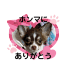 おひげのチワワ（個別スタンプ：15）