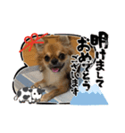 おひげのチワワ（個別スタンプ：16）