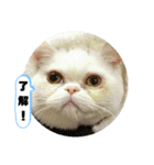 おもちゃん⑤（個別スタンプ：1）