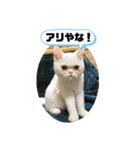 おもちゃん⑤（個別スタンプ：4）
