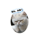 おもちゃん⑤（個別スタンプ：8）