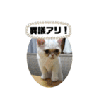 おもちゃん⑤（個別スタンプ：9）