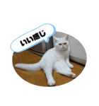 おもちゃん⑤（個別スタンプ：11）