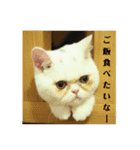おもちゃん⑤（個別スタンプ：15）
