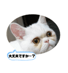 おもちゃん⑤（個別スタンプ：18）