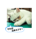 おもちゃん⑤（個別スタンプ：19）