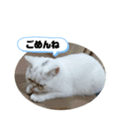 おもちゃん⑤（個別スタンプ：20）