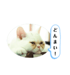 おもちゃん⑤（個別スタンプ：21）