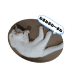 おもちゃん⑤（個別スタンプ：22）
