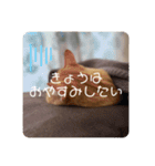可愛すぎるねこさん（個別スタンプ：2）