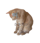可愛すぎるねこさん（個別スタンプ：7）