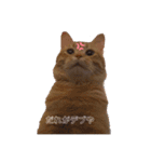 可愛すぎるねこさん（個別スタンプ：9）
