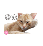 可愛すぎるねこさん（個別スタンプ：10）