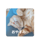 可愛すぎるねこさん（個別スタンプ：11）