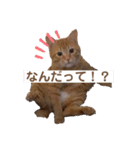 可愛すぎるねこさん（個別スタンプ：12）