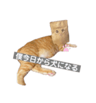 可愛すぎるねこさん（個別スタンプ：14）