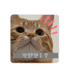 可愛すぎるねこさん（個別スタンプ：16）