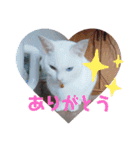 あにまるペット達1（個別スタンプ：5）