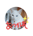 あにまるペット達1（個別スタンプ：7）