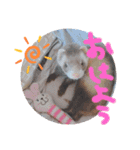あにまるペット達1（個別スタンプ：9）