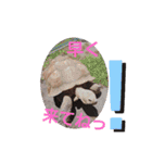 あにまるペット達1（個別スタンプ：19）