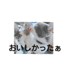 あにまるペット達1（個別スタンプ：20）