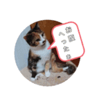 あにまるペット達1（個別スタンプ：23）
