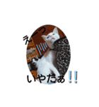 あにまるペット達1（個別スタンプ：29）