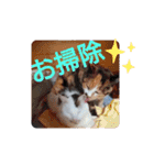 あにまるペット達1（個別スタンプ：31）