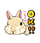201128うさぎの豆千代（個別スタンプ：1）