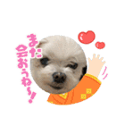 ミルクちゃんのお年賀（いぬ）1（個別スタンプ：3）