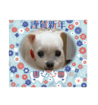 ミルクちゃんのお年賀（いぬ）1（個別スタンプ：6）