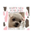ミルクちゃんのお年賀（いぬ）1（個別スタンプ：8）