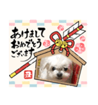 ミルクちゃんのお年賀（いぬ）1（個別スタンプ：16）