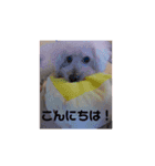 ラブリーハウオリ（個別スタンプ：5）