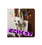我が家のアイドル.ココ（個別スタンプ：6）