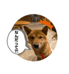 大和その2（個別スタンプ：2）