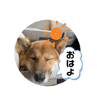 大和その2（個別スタンプ：6）