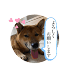 大和その2（個別スタンプ：10）